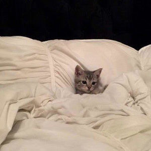 Meet your Posher, Emily